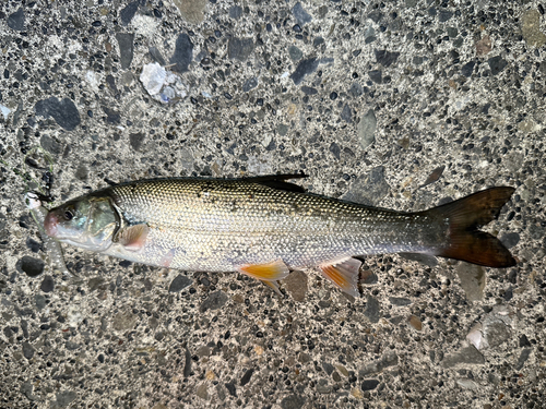 ウグイの釣果