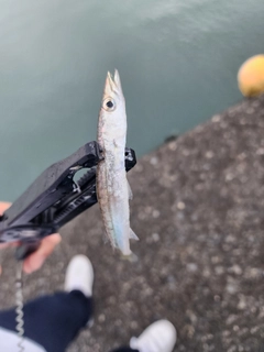 ヤマトカマスの釣果