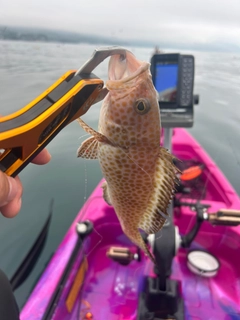 オオモンハタの釣果