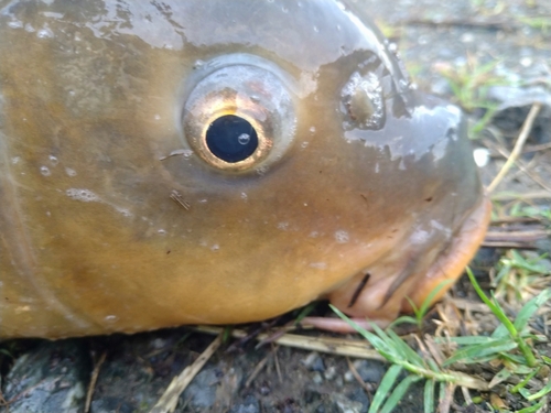 コイの釣果