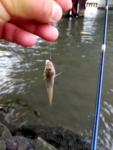 マハゼの釣果