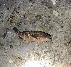 キジハタの釣果