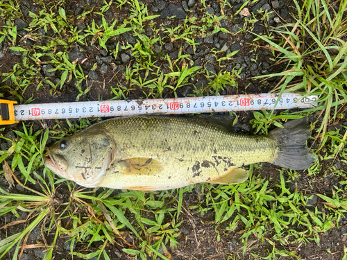 ブラックバスの釣果