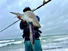 サメの釣果