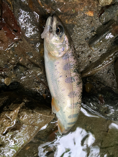 ヤマメの釣果