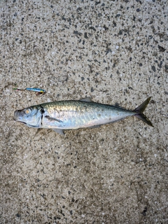 マルアジの釣果