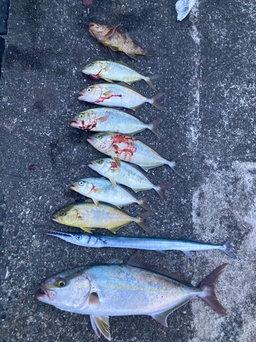 ショゴの釣果