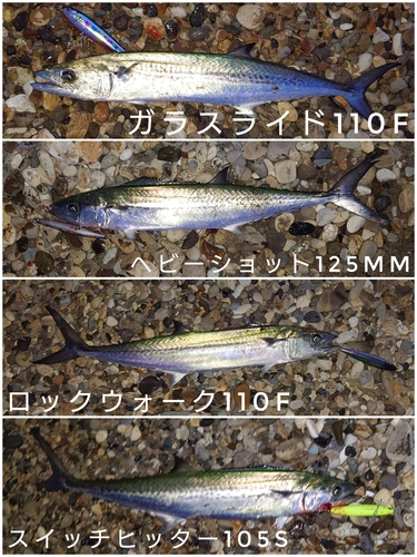 サゴシの釣果