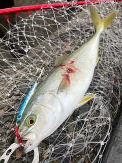 ツバスの釣果