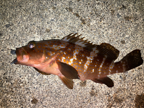 アコウの釣果