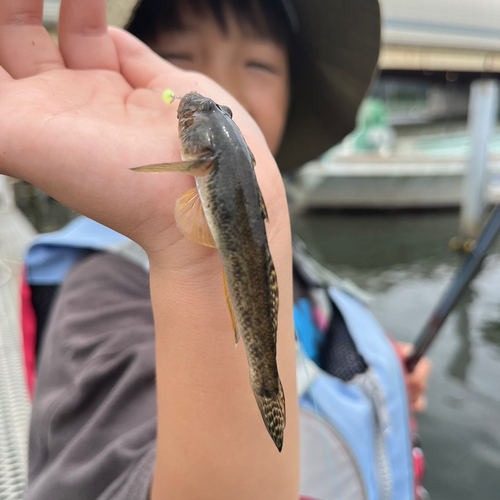 ハゼの釣果