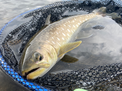 アメマスの釣果