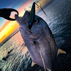 ロウニンアジの釣果