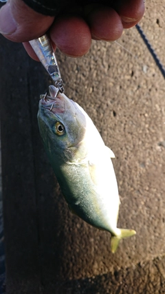 ワカシの釣果