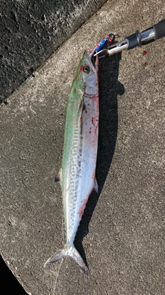 サゴシの釣果