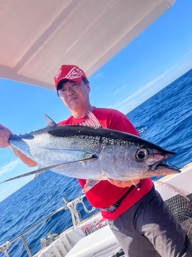 ビンチョウマグロの釣果