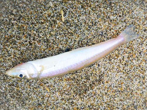 キスの釣果