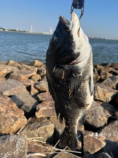 チヌの釣果