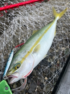 ツバスの釣果