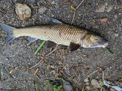 ニゴイの釣果