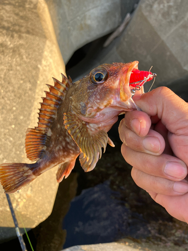 カサゴの釣果