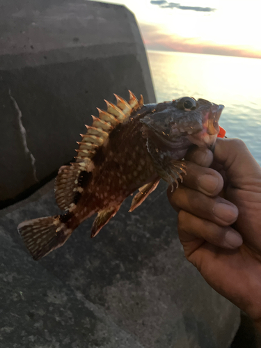 カサゴの釣果