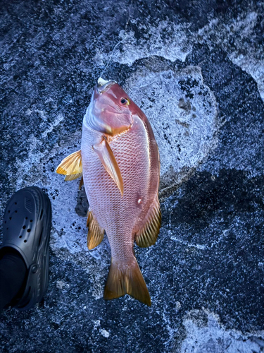 シブダイの釣果