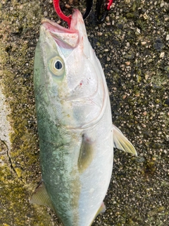 ハマチの釣果