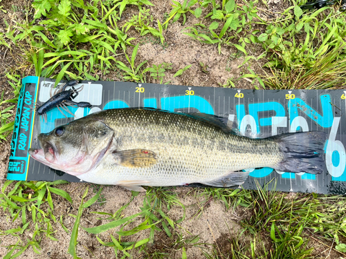 ブラックバスの釣果