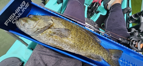 スモールマウスバスの釣果