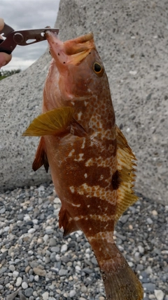 キジハタの釣果