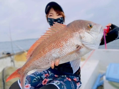 マダイの釣果