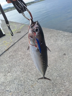 ソウダガツオの釣果