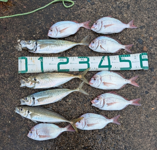 アジの釣果