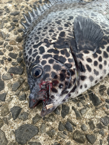 イシガキダイの釣果