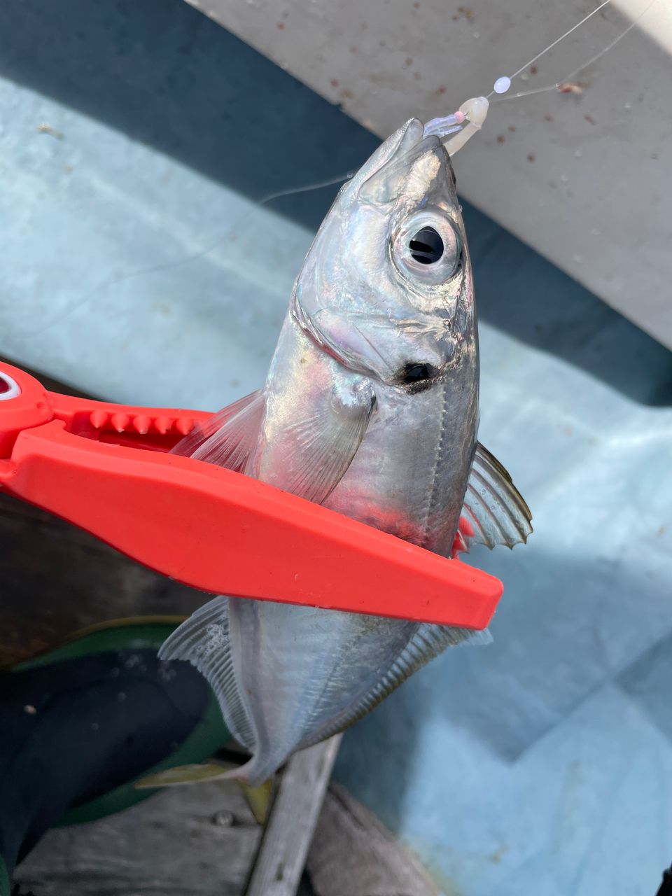 ケンタマンさんの釣果 2枚目の画像