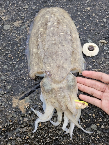 モンゴウイカの釣果