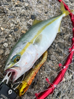 ツバスの釣果