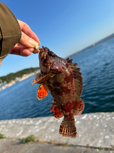 ヨロイメバルの釣果