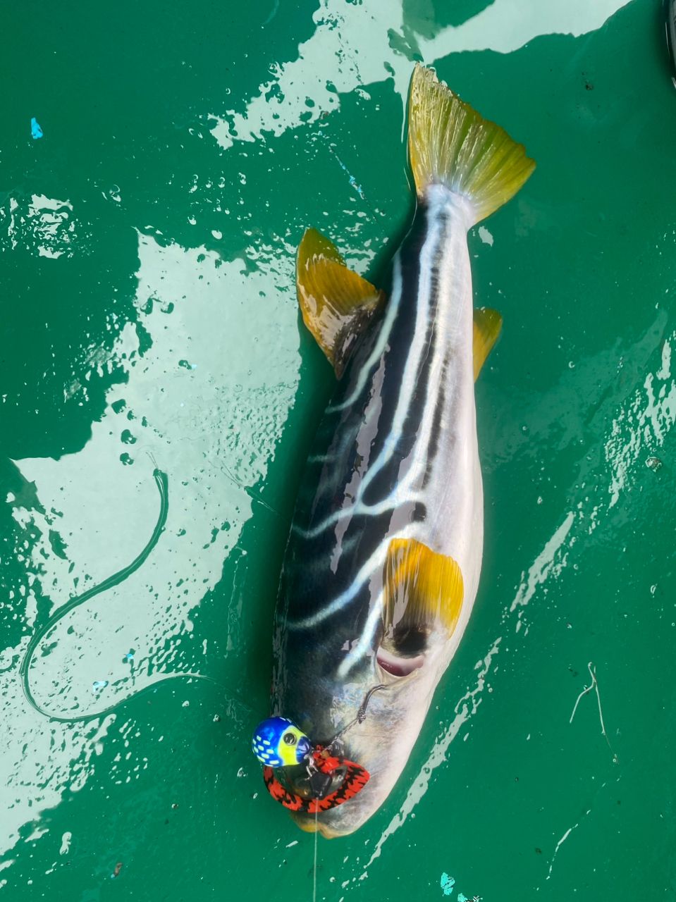 hukazyさんの釣果 1枚目の画像