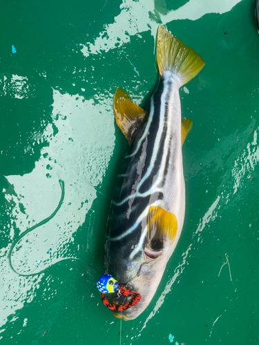 シマフグの釣果