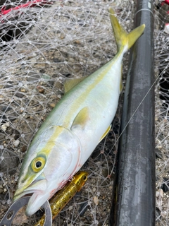 ツバスの釣果