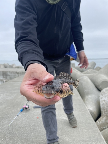 アサヒアナハゼの釣果