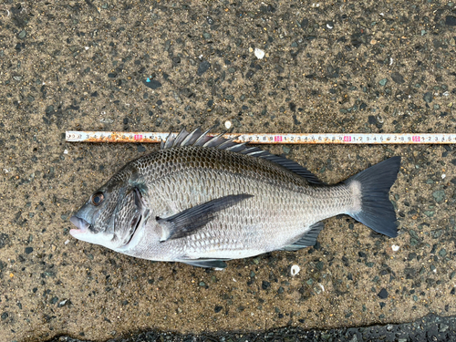 チヌの釣果