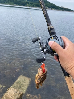 ヨロイメバルの釣果