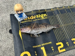 アイナメの釣果