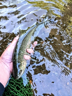 ニジマスの釣果