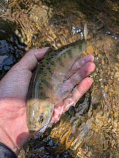 ヤマメの釣果