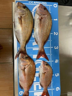 タイの釣果