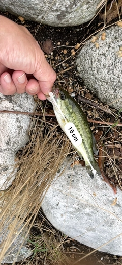 ブラックバスの釣果